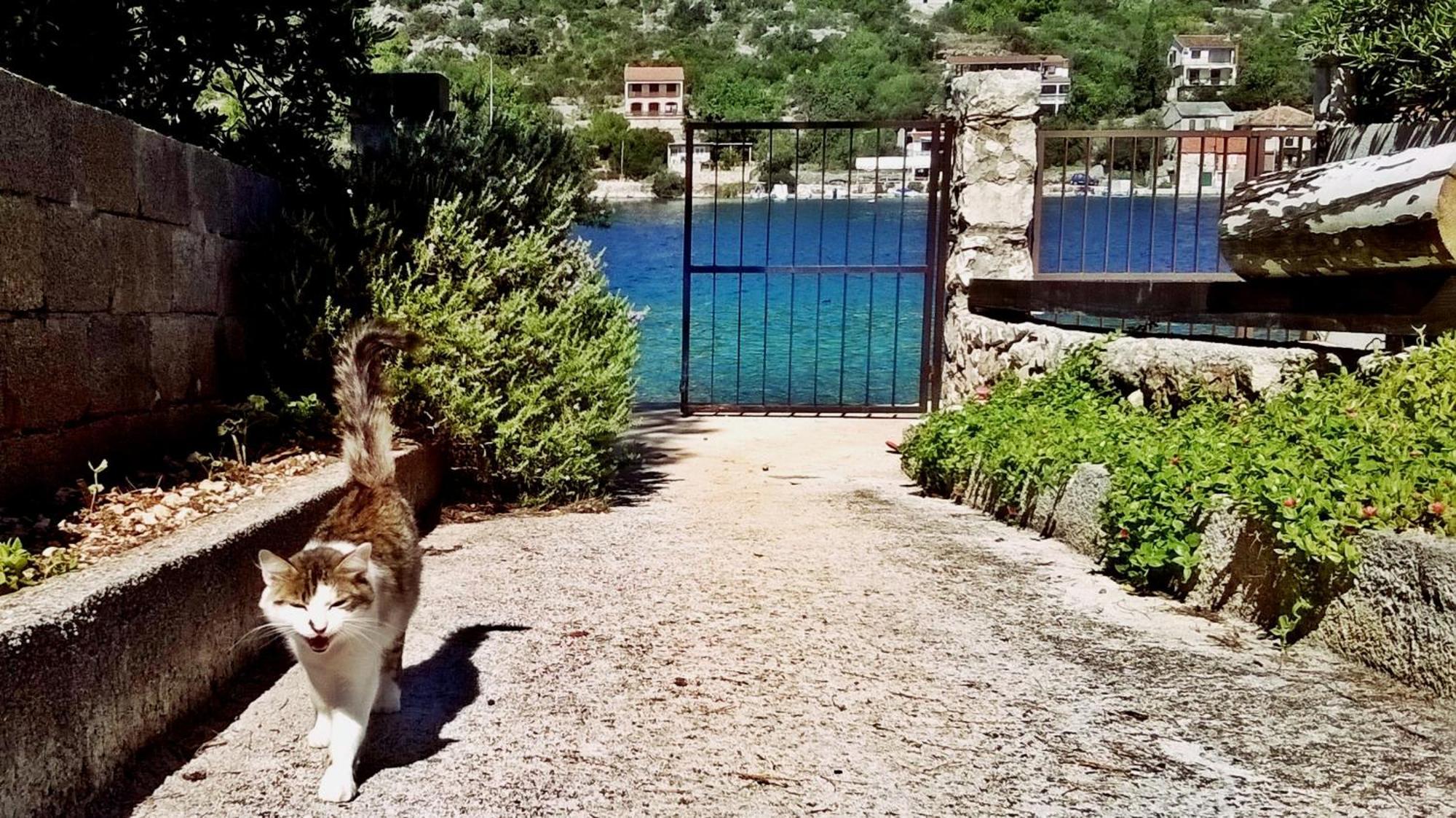 Apartmani Conar Veliki Drvenik Bagian luar foto